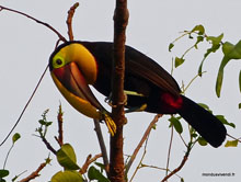 Toucan - Costa Rica